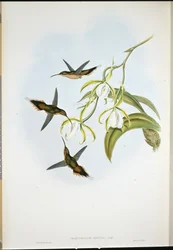 Südlicher Einsiedler (Phaethornis Zonura)