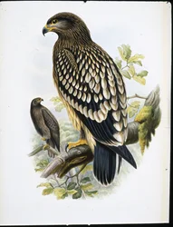 Schreiadler (Aquila Naevia)