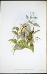 Schleppentragender Eremit (Phaethornis Syrmatophorus)