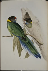 Gelbkragen-Sittich (Platycercus Semitorquatus)