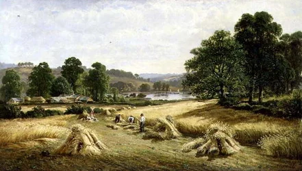 Ernte des goldenen Getreides bei Bishopsteignton, Plymouth