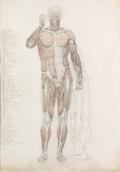 Anatomische Studie: Menschliche Muskulatur in Kontrapost