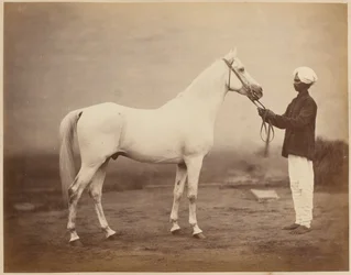 Pferd von Generalleutnant Sir Frederick Sleigh Roberts, "Vonolel", circa 1885