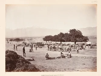 Safed Sang Lager