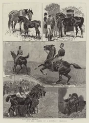 Leben und Karriere eines Militärpferdes