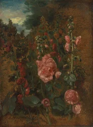 Studie von Stockrosen