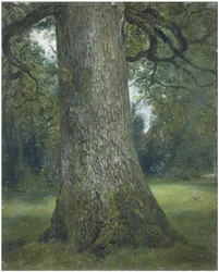 Studie des Stammes einer Ulme, ca. 1824