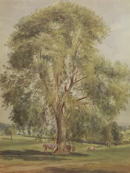 Der Baum