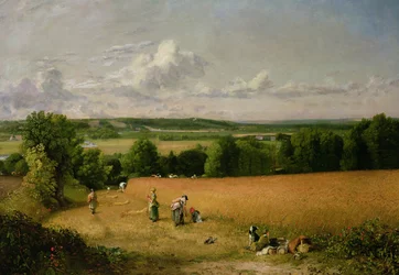 Weizenfeld