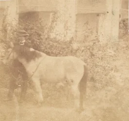 [Mann und Pferd, Regierungshaus, Allahabad]