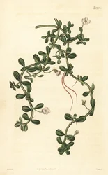 Brahmi oder Wassernabel, Bacopa monnieri
