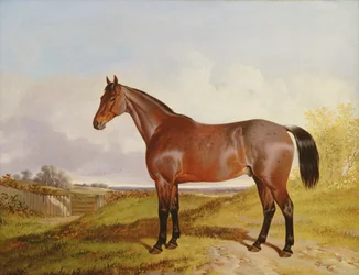 Studie eines braunen Jägers in einer Landschaft, 1854