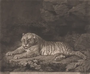 Eine Tigerin