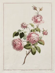 Eine Sammlung von Blumen nach der Natur gezeichnet - Kohlprovinzrose
