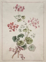 Eine Sammlung von Blumen aus der Natur gezeichnet: Nr. 6 - Scharlachrote und Bunte Geranie