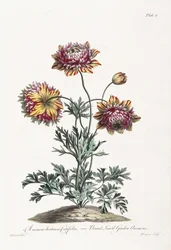 Breitblättrige Gartenanemone