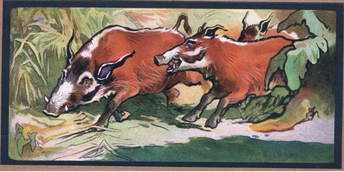 Babirusa