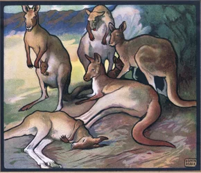 Kängurus