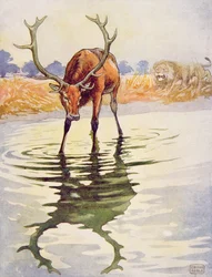 Der Hirsch und sein Spiegelbild aus 