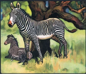 Zebras, Illustration aus 