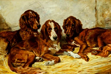 Shot und seine Freunde - Drei irische Rot-Weiße Setter, 1876