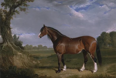 Ein Clydesdale-Hengst