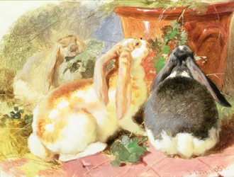 Studie von drei Widderkaninchen