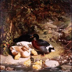 Enten und Entenküken