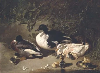 Enten und Entenküken an einem Teich