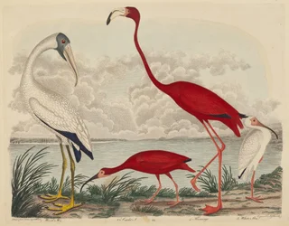 Waldibis, Scharlachibis, Flamingo und Weißer Ibis