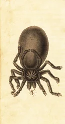 Rosa Zehenspinne, Avicularia avicularia