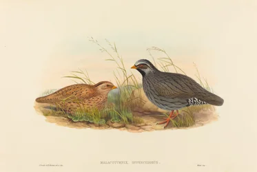 Malacoturnix superciliosus Bergwachtel