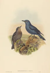 Petrocossyphus cyanus Blausteindrossel. Schöpfer: John Gould, Henry Constantine Richter