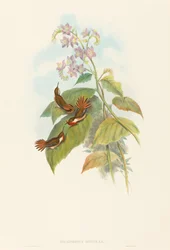 Selashorus scintilla Scintillant Kolibri. Schöpfer: John Gould, Henry Constantine Richter