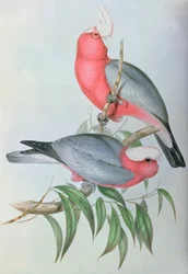 Vögel Asiens