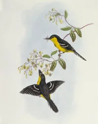 Schwarzbrust-Breitschnabel (Machaerirhynchus nigripectus), gestochen von John Gould