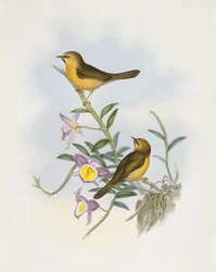 Schwarzkehl-Babbler (Stachyris pyrrhops), Gravur von John Gould