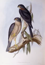 Braunwasseramsel (Cinclus pallasii), Gravur von John Gould