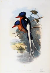 Buff-brustiger Paradiesvogel (Tanysiptera sylvia)