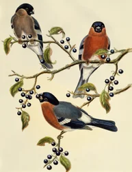 Gimpel (Pyrrhula pyrrhula), Gravur von John Gould (1804-1881), Vereinigtes Königreich