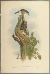 Gartenbaumläufer