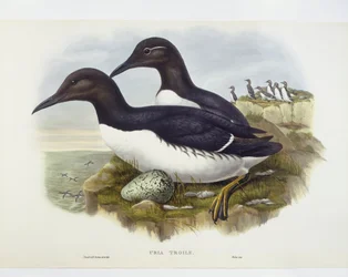 Trottellumme (Uria aalge)