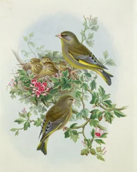Grünfink, 1873