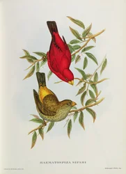 Haematospiza Sipahi, Illustration aus 
