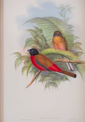 Harpactes Duvauceli, Tafel aus Die Vögel von Großbritannien von John Gould, veröffentlicht 1862-73