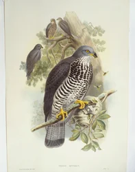 Wespenbussard (Pernis apivorus)