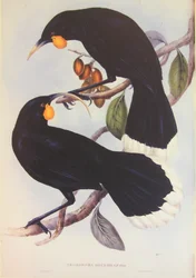 Huia-Paar Illustration