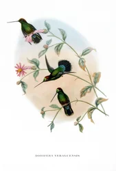Kolibri - Veruguan Lance-Bill, Vögel aus Costa Rica, Gravur aus dem Buch von John Gould (1804-1881) "Tropical Birds"