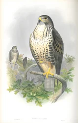 Illustration des Mäusebussards