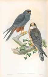 Illustration von Erythropus Vespertinus (Rotfußfalke)